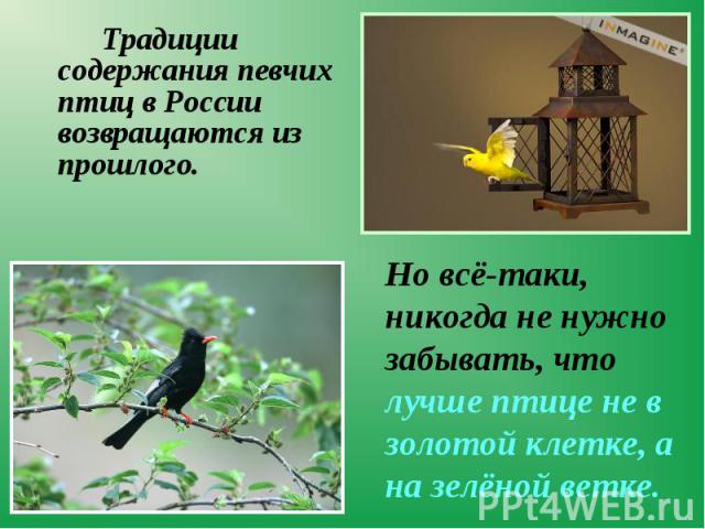 Традиции содержания певчих птиц в России возвращаются из прошлого. Традиции содержания певчих птиц в России возвращаются из прошлого.