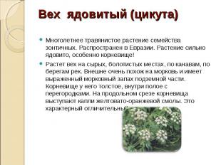 Многолетнее травянистое растение семейства зонтичных. Распространен в Евразии. Р