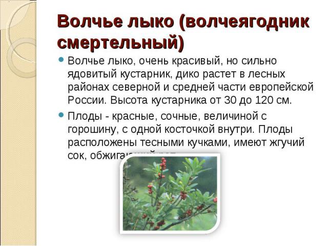 Волчье лыко, очень красивый, но сильно ядовитый кустарник, дико растет в лесных районах северной и средней части европейской России. Высота кустарника от 30 до 120 см. Волчье лыко, очень красивый, но сильно ядовитый кустарник, дико растет в лесных р…