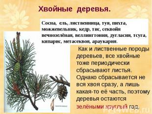 Как и лиственные породы деревьев, все хвойные тоже периодически сбрасывают листь