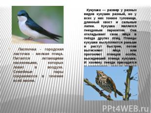 &nbsp; Ласточка - городская ласточка - мелкая птица. Питается летающими насекомы