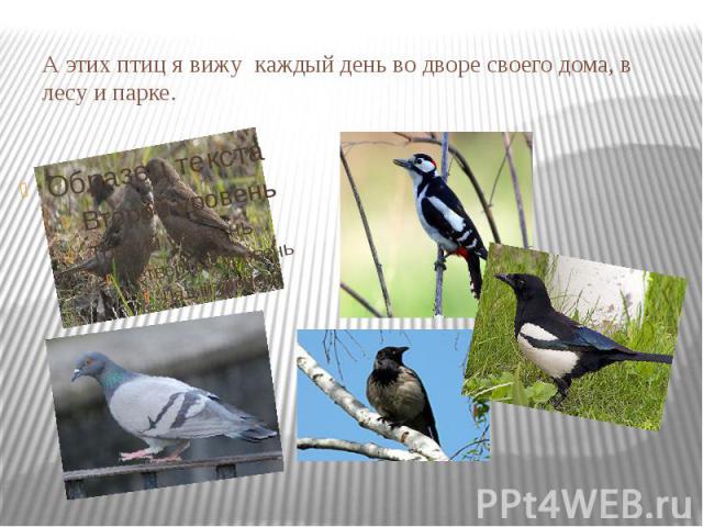 А этих птиц я вижу каждый день во дворе своего дома, в лесу и парке.