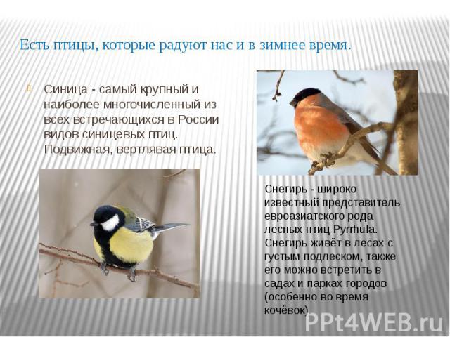 Есть птицы, которые радуют нас и в зимнее время. Синица - самый крупный и наиболее многочисленный из всех встречающихся в России видов синицевых птиц. Подвижная, вертлявая птица.