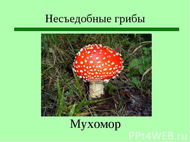 Мухомор Мухомор