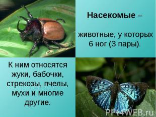 Насекомые – животные, у которых 6 ног (3 пары). К ним относятся жуки, бабочки, с
