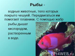 Рыбы - водные животные, тело которых покрыто чешуей. Передвигаться им помогают п
