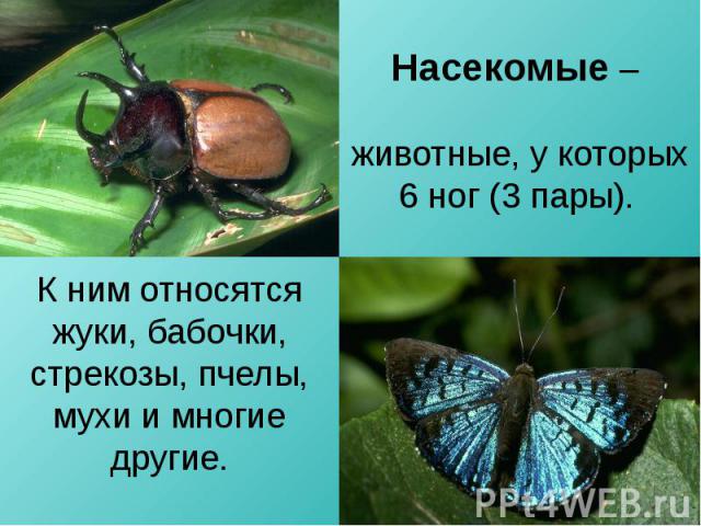 Насекомые – животные, у которых 6 ног (3 пары). К ним относятся жуки, бабочки, стрекозы, пчелы, мухи и многие другие.