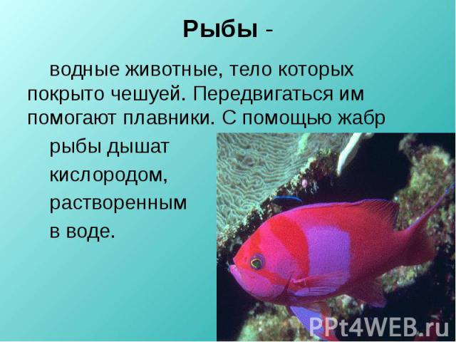 Рыбы - водные животные, тело которых покрыто чешуей. Передвигаться им помогают плавники. С помощью жабр рыбы дышат кислородом, растворенным в воде.