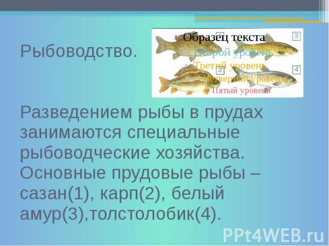 Рыбоводство. Разведением рыбы в прудах занимаются специальные рыбоводческие хозяйства. Основные прудовые рыбы – сазан(1), карп(2), белый амур(3),толстолобик(4).