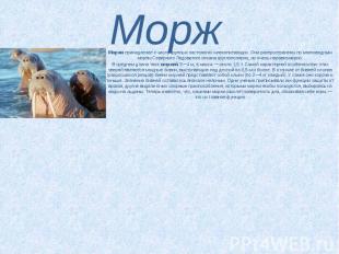 Морж Моржи&nbsp;принадлежат к числу крупных ластоногих млекопитающих. Они распро