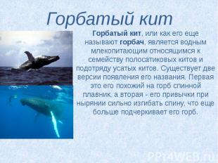 Горбатый кит Горбатый кит, или как его еще называют&nbsp;горбач, является водным