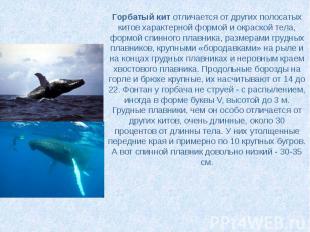 Горбатый кит&nbsp;отличается от других полосатых китов характерной формой и окра