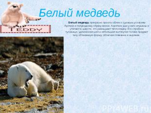 Белый медведь &nbsp; Белый медведь&nbsp;прекрасно приспособлен к суровым условия