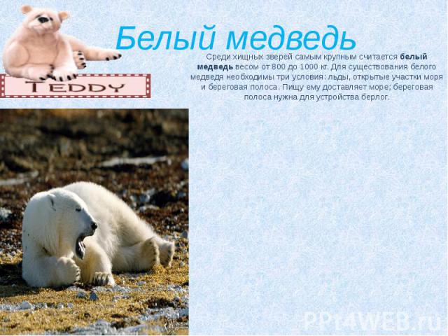 Белый медведь Среди хищных зверей самым крупным считается белый медведь весом от 800 до 1000 кг. Для существования белого медведя необходимы три условия: льды, открытые участки моря и береговая полоса. Пищу ему доставляет море; береговая п…