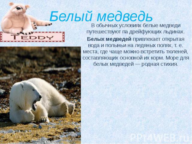Белый медведь В обычных условиях белые медведи путешествуют па дрейфующих льдинах. Белых медведей привлекает открытая вода и полыньи на ледяных полях, т. е. места, где чаще можно встретить тюленей, составляющих основной их корм. Море для белых …