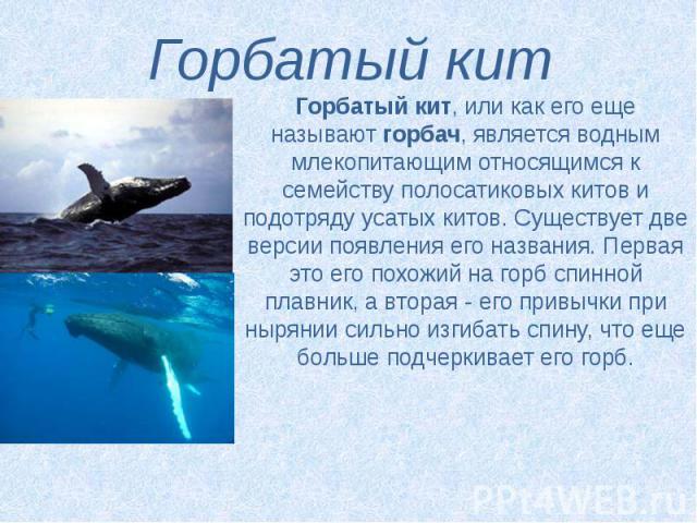 Горбатый кит Горбатый кит, или как его еще называют горбач, является водным млекопитающим относящимся к семейству полосатиковых китов и подотряду усатых китов. Существует две версии появления его названия. Первая это его похожий на горб спинной…