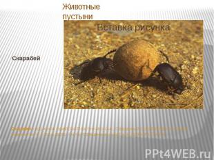 Скарабей Скарабей - род жуков семейства Пластинчатоусые. Священный скарабей один