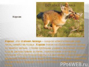 Корсак Корсак, или степная лисица— хищное млекопитающее рода лисиц семейства псо