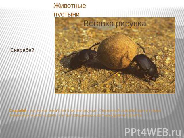 Скарабей Скарабей - род жуков семейства Пластинчатоусые. Священный скарабей один из самых знаменитых жуков на свете. Он был священным животным Древнего Египта.