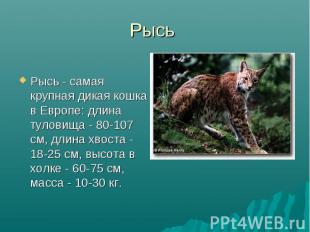 Рысь - самая крупная дикая кошка в Европе: длина туловища - 80-107 см, длина хво