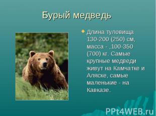 Длина туловища 130-200 (250) см, масса - ,100-350 (700) кг. Самые крупные медвед