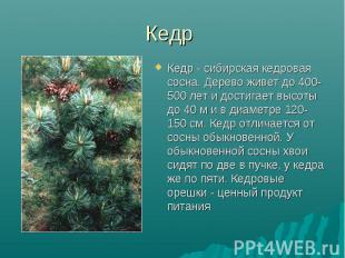 Кедр - сибирская кедровая сосна. Дерево живет до 400-500 лет и достигает высоты