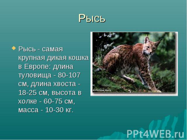 Рысь - самая крупная дикая кошка в Европе: длина туловища - 80-107 см, длина хвоста - 18-25 см, высота в холке - 60-75 см, масса - 10-30 кг.