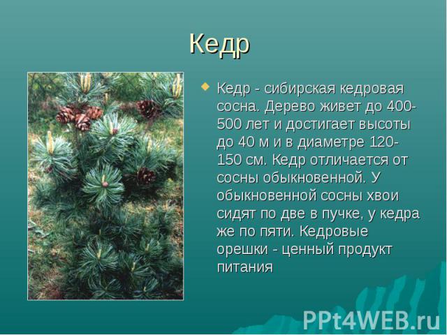 Кедр - сибирская кедровая сосна. Дерево живет до 400-500 лет и достигает высоты до 40 м и в диаметре 120-150 см. Кедр отличается от сосны обыкновенной. У обыкновенной сосны хвои сидят по две в пучке, у кедра же по пяти. Кедровые орешки - ценный прод…