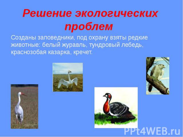 Решение экологических проблем Созданы заповедники, под охрану взяты редкие животные: белый журавль, тундровый лебедь, краснозобая казарка, кречет.