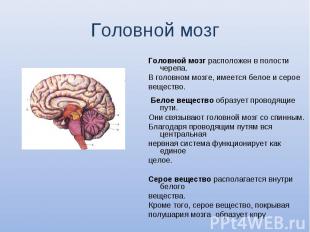 Головной мозг расположен в полости черепа. Головной мозг расположен в полости че