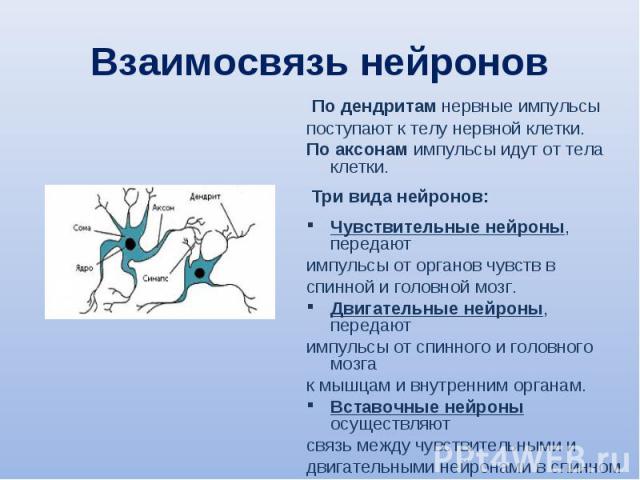 По дендритам нервные импульсы По дендритам нервные импульсы поступают к телу нервной клетки. По аксонам импульсы идут от тела клетки. Три вида нейронов: Чувствительные нейроны, передают импульсы от органов чувств в спинной и головной мозг. Двигатель…