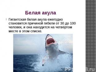 Белая акула Гигантская белая акула ежегодно становится причиной гибели от 30 до