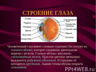 Человеческий глаз имеет сложное строение.Он состоит из глазного яблока, которое