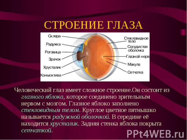 Человеческий глаз имеет сложное строение.Он состоит из глазного яблока, которое соединено зрительным нервом с мозгом. Глазное яблоко заполнено стекловидным телом. Круглое цветное пятнышко называется радужной оболочкой. В середине её находится хруста…