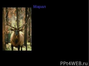 Марал - самый крупный олень. Марал - самый крупный олень. Длина тела 250-265 см.
