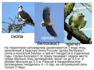 На территории заповедника размножается 3 вида птиц, занесенных в Красную книгу Р