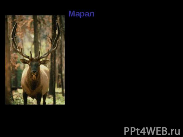 Марал - самый крупный олень. Марал - самый крупный олень. Длина тела 250-265 см., высота в холке 135-155 см., вес 300-340 кг. Носит мощные рога, имеющие до восьми отростков. Встречается этот подвид западнее озера Байкал в горных лесах Саянских хребтов.