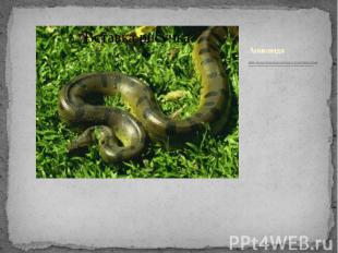 Анаконда Анаконда&nbsp;- самая крупная в мире змея, населяющая непроходимые джун
