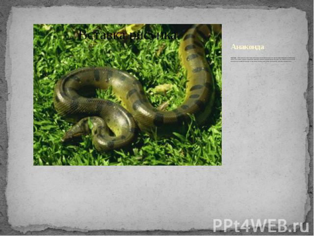 Анаконда Анаконда - самая крупная в мире змея, населяющая непроходимые джунгли и трясины Южной Америки. Излюбленные места этого гиганта - рукава и заводи рек Амазонки и Ориноко. Средняя длина этой змеи - 6 м. Живёт она около 50 лет. Большую час…