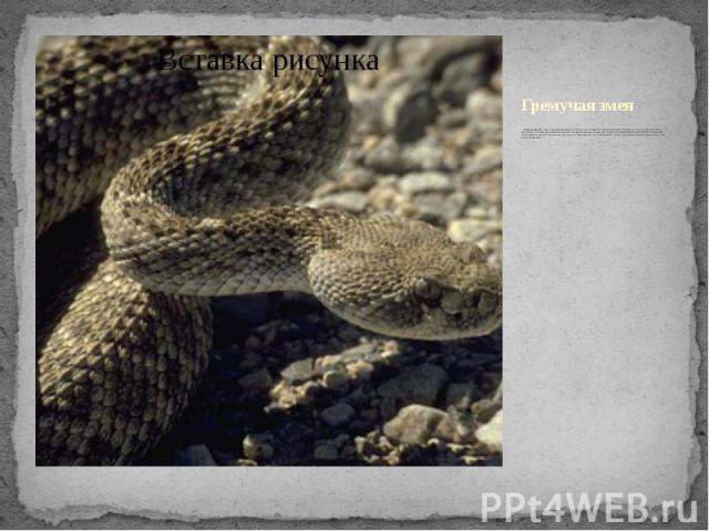 Гремучая змея      Гремучая змея живёт только на американском континенте. Известно около 16 видов этих ядовитых змей. Длина этих змей около 1,5 м. У них прекрасно развиты зубы, длиной 2-3 см. На конце хвостаимеются трещ…