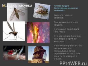 Летом в тундре бесчисленное множество насекомых: Комаров, мошек, слепней. Они ту