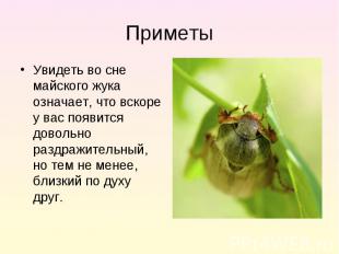 Увидеть во сне майского жука означает, что вскоре у вас появится довольно раздра