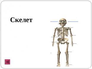 Скелет Скелет