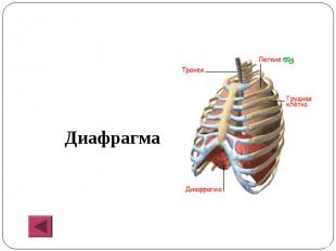 Диафрагма Диафрагма