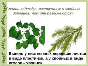 Сравни «одежду» лиственных и хвойных деревьев. Чем они различаются?