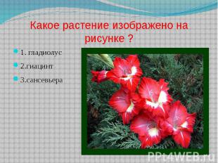 Какое растение изображено на рисунке ? 1. гладиолус 2.гиацинт 3.сансевьера