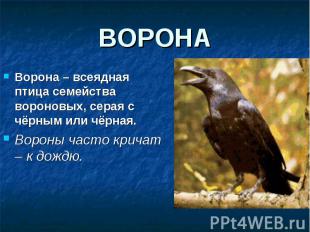 Ворона – всеядная птица семейства вороновых, серая с чёрным или чёрная. Ворона –
