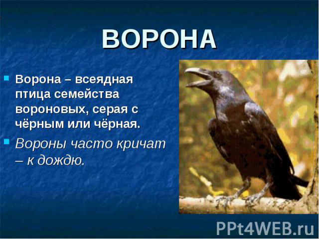 Ворона – всеядная птица семейства вороновых, серая с чёрным или чёрная. Ворона – всеядная птица семейства вороновых, серая с чёрным или чёрная. Вороны часто кричат – к дождю.