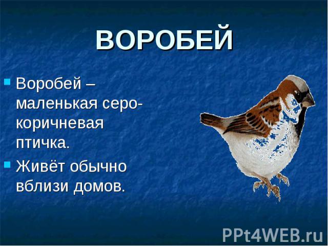 Воробей – маленькая серо-коричневая птичка. Воробей – маленькая серо-коричневая птичка. Живёт обычно вблизи домов.