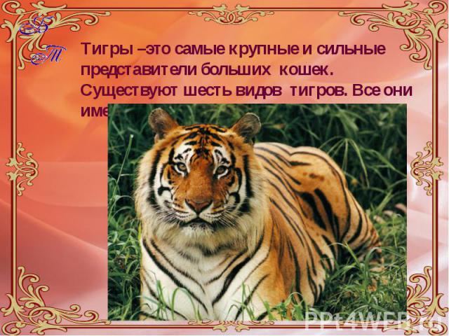 Тигры –это самые крупные и сильные представители больших кошек. Существуют шесть видов тигров. Все они имеют полосы. Тигры –это самые крупные и сильные представители больших кошек. Существуют шесть видов тигров. Все они имеют полосы.